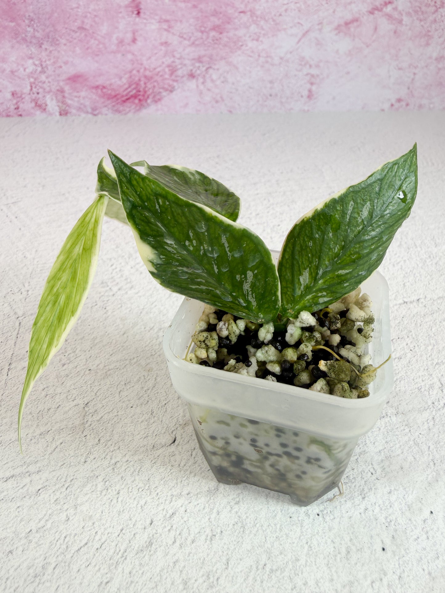 polyneura jasminka revert