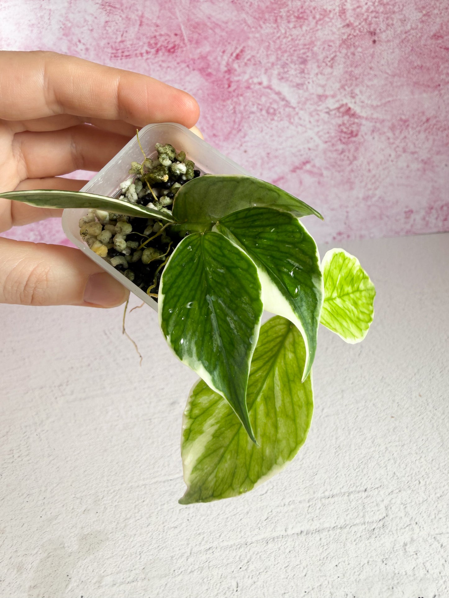 polyneura jasminka revert