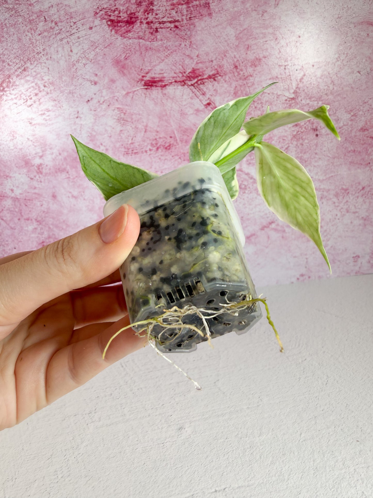 polyneura jasminka revert