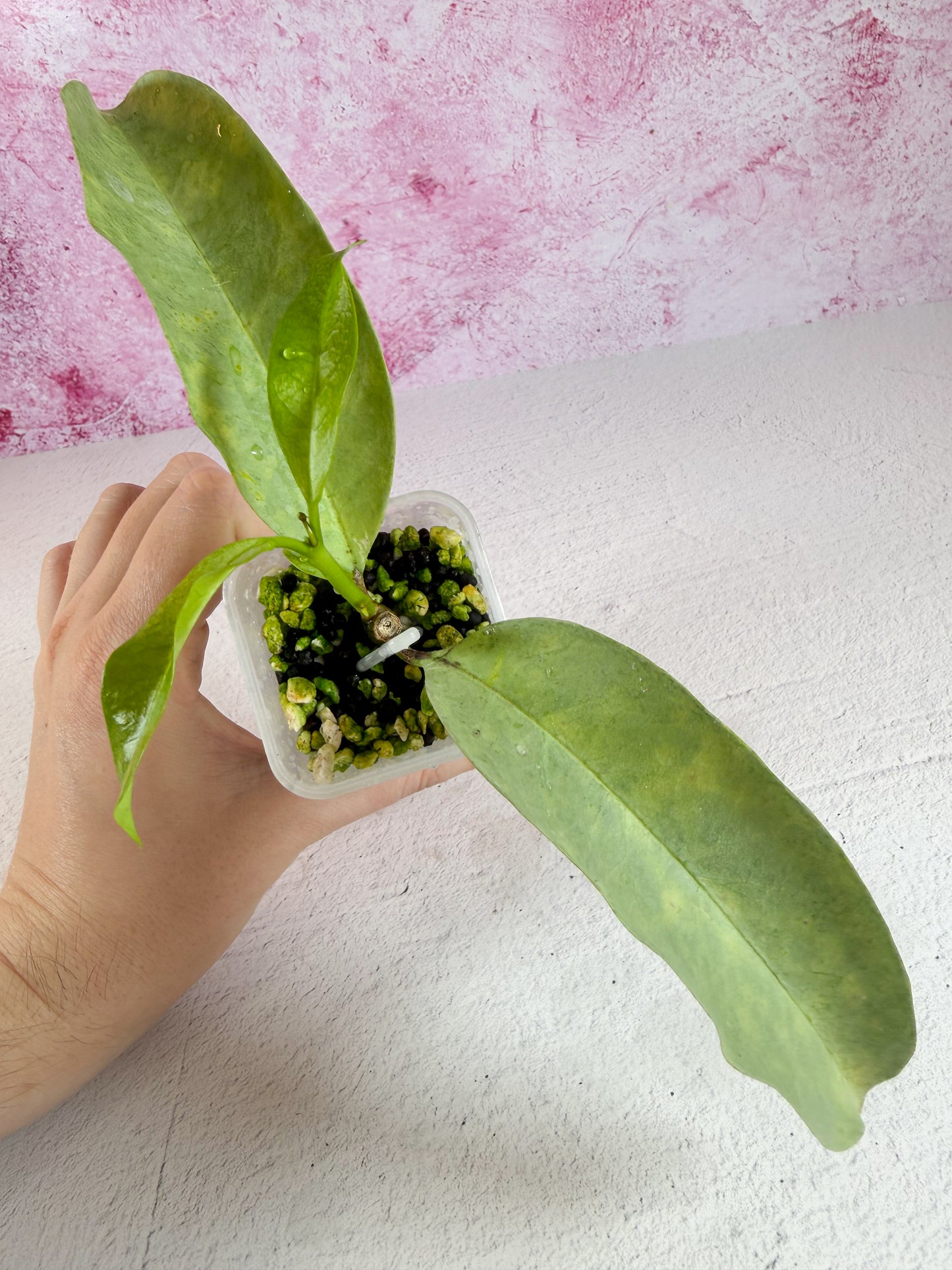 multiflora wonderphil B