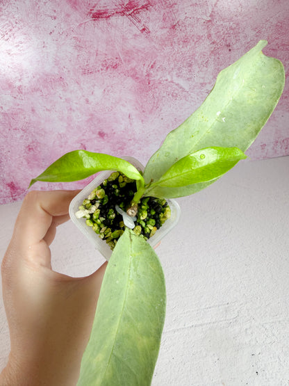 multiflora wonderphil B