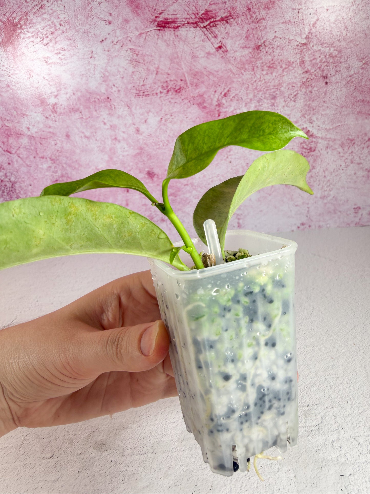 multiflora wonderphil A
