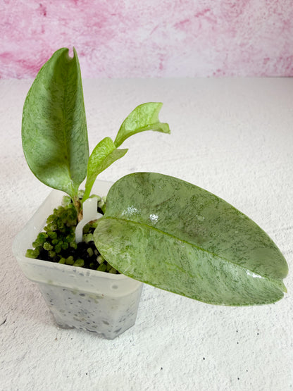 multiflora wonderphil A