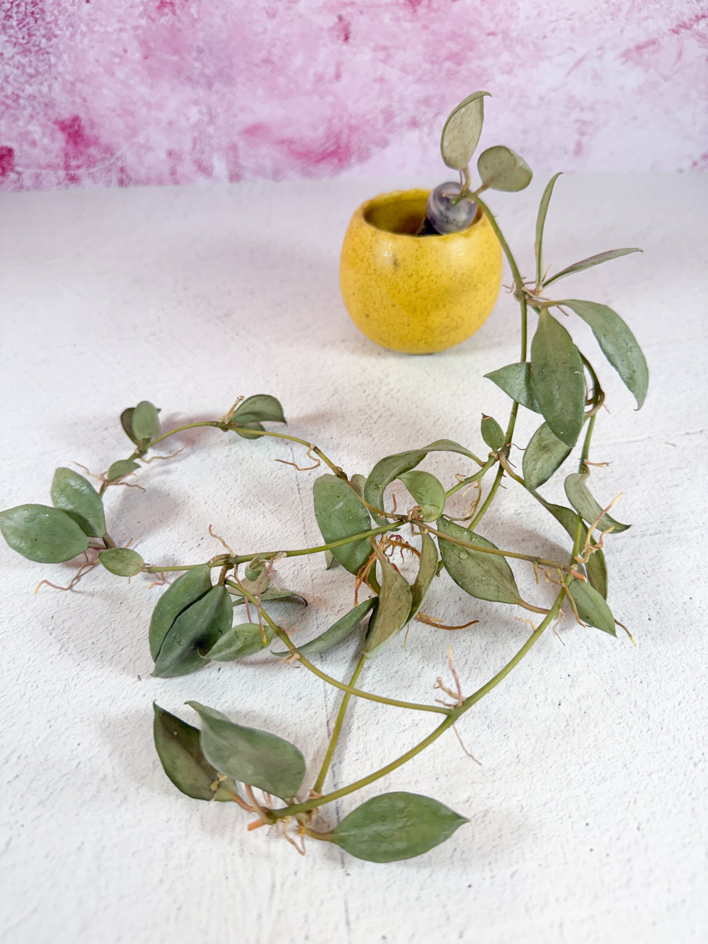 lacunosa louisa's silver