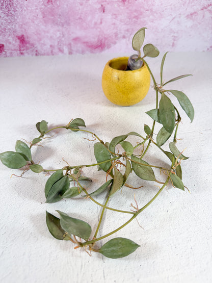 lacunosa louisa's silver