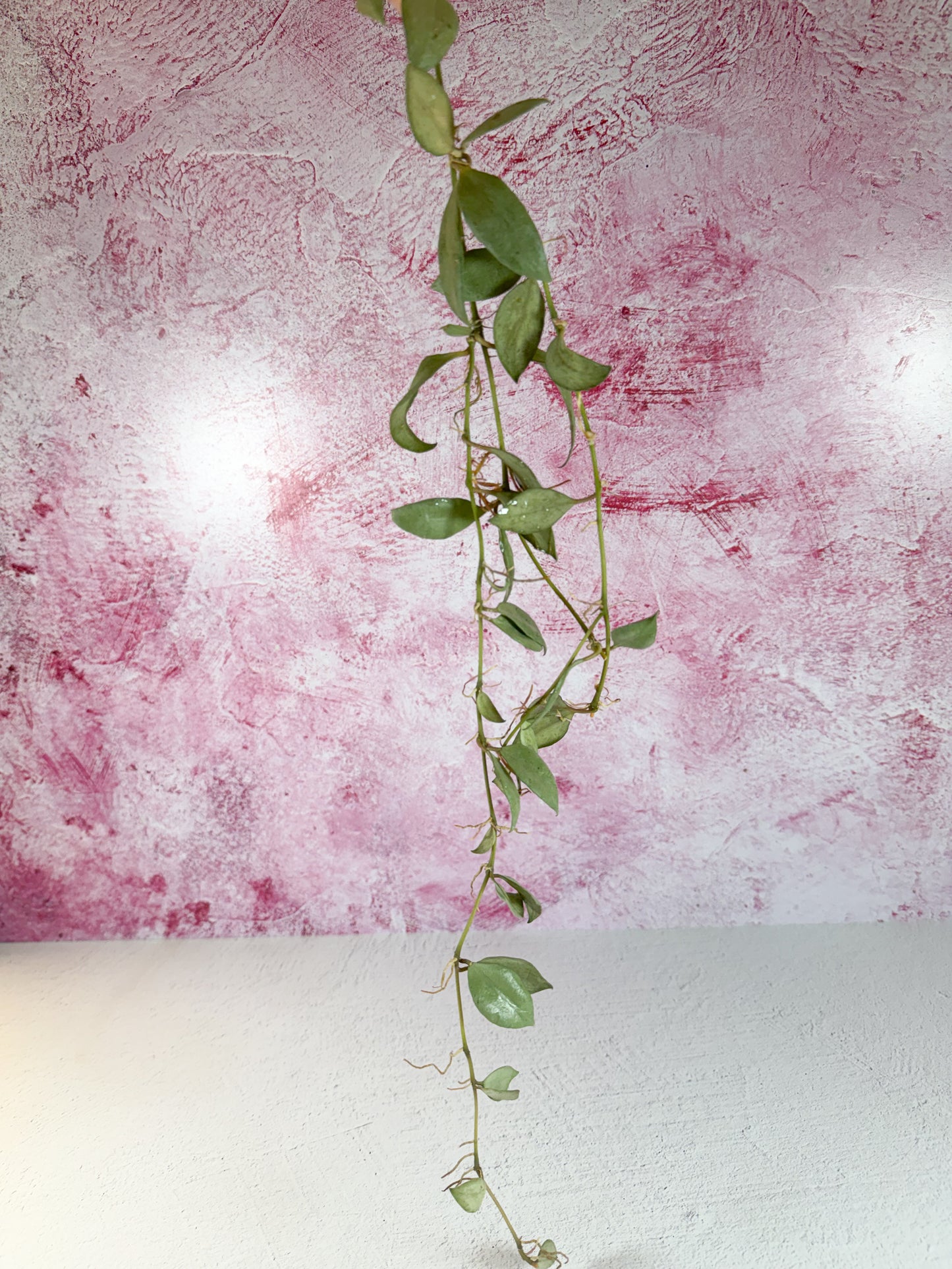 lacunosa louisa's silver