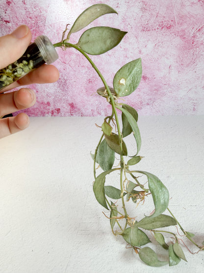lacunosa louisa's silver