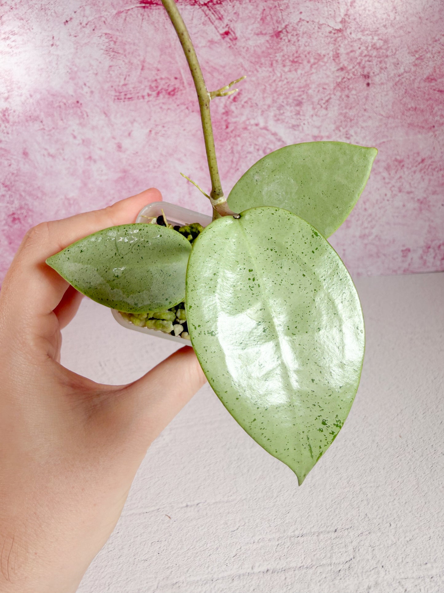 verticillata silver heart