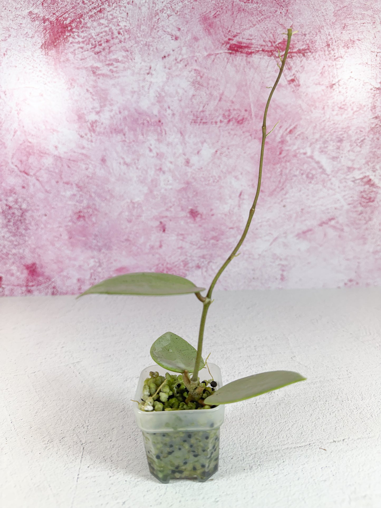 verticillata silver heart