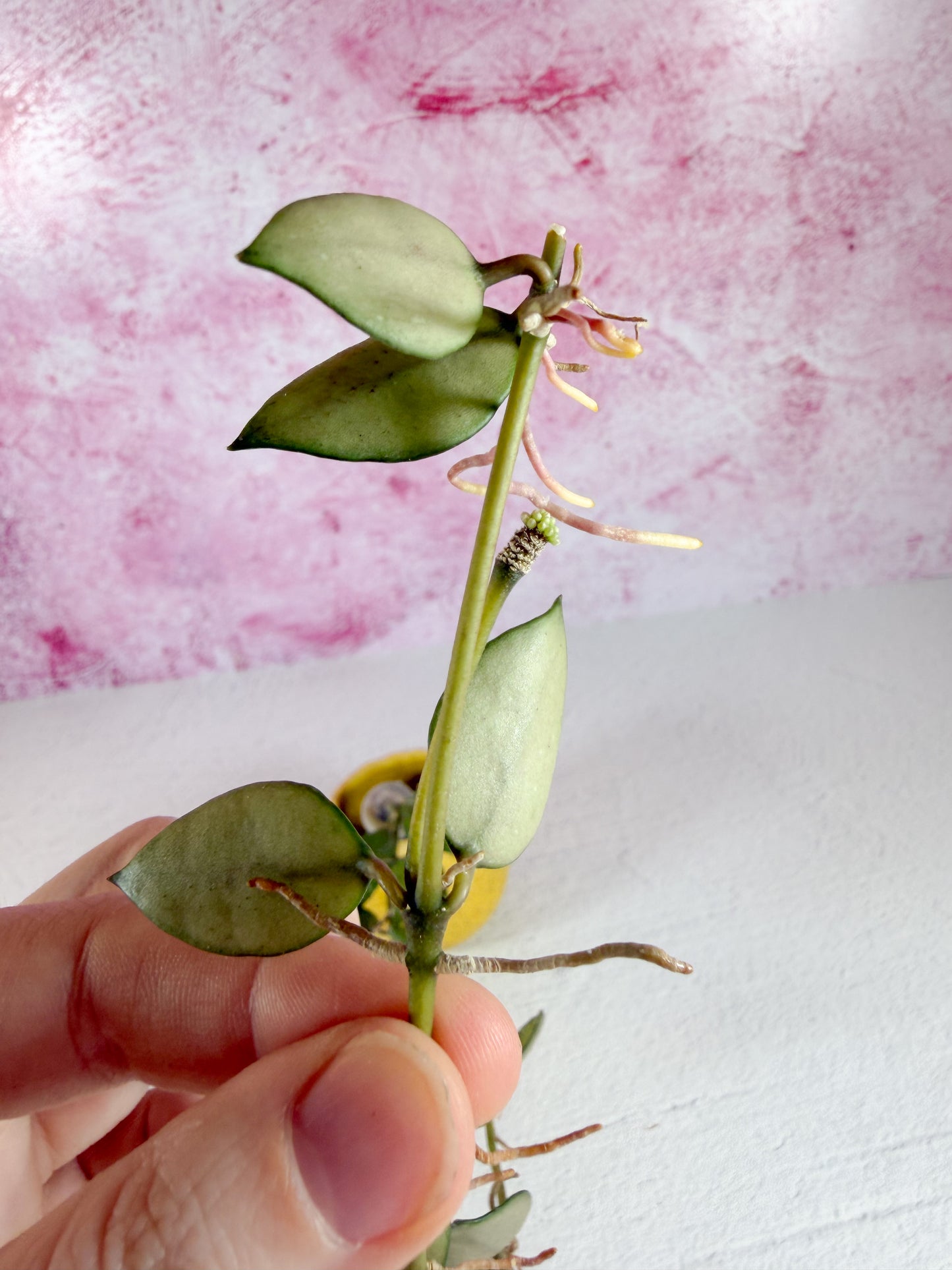 lacunosa (louisa's silver revert)