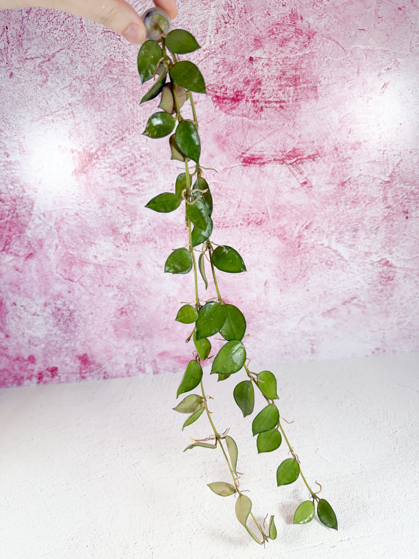 lacunosa (louisa's silver revert)