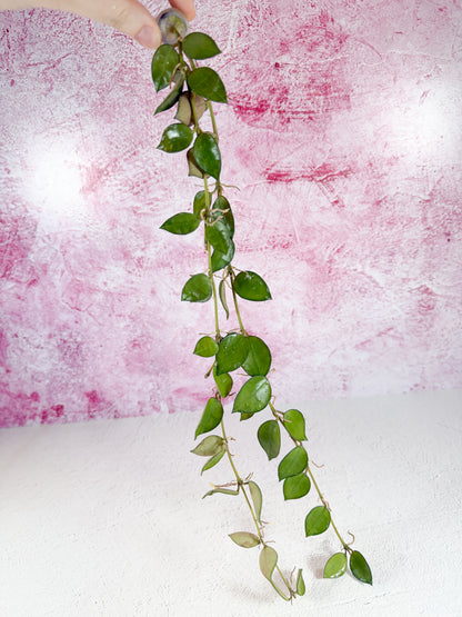 lacunosa (louisa's silver revert)