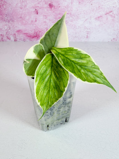 polyneura jasminka