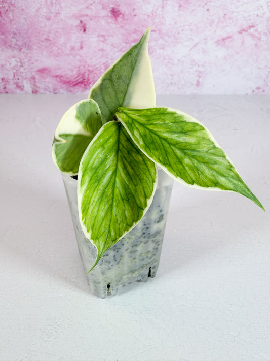 polyneura jasminka