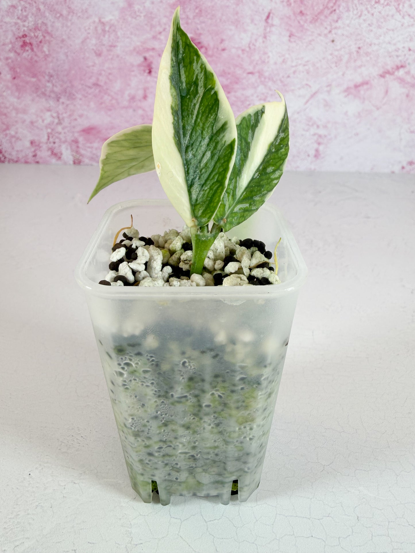 polyneura jasminka