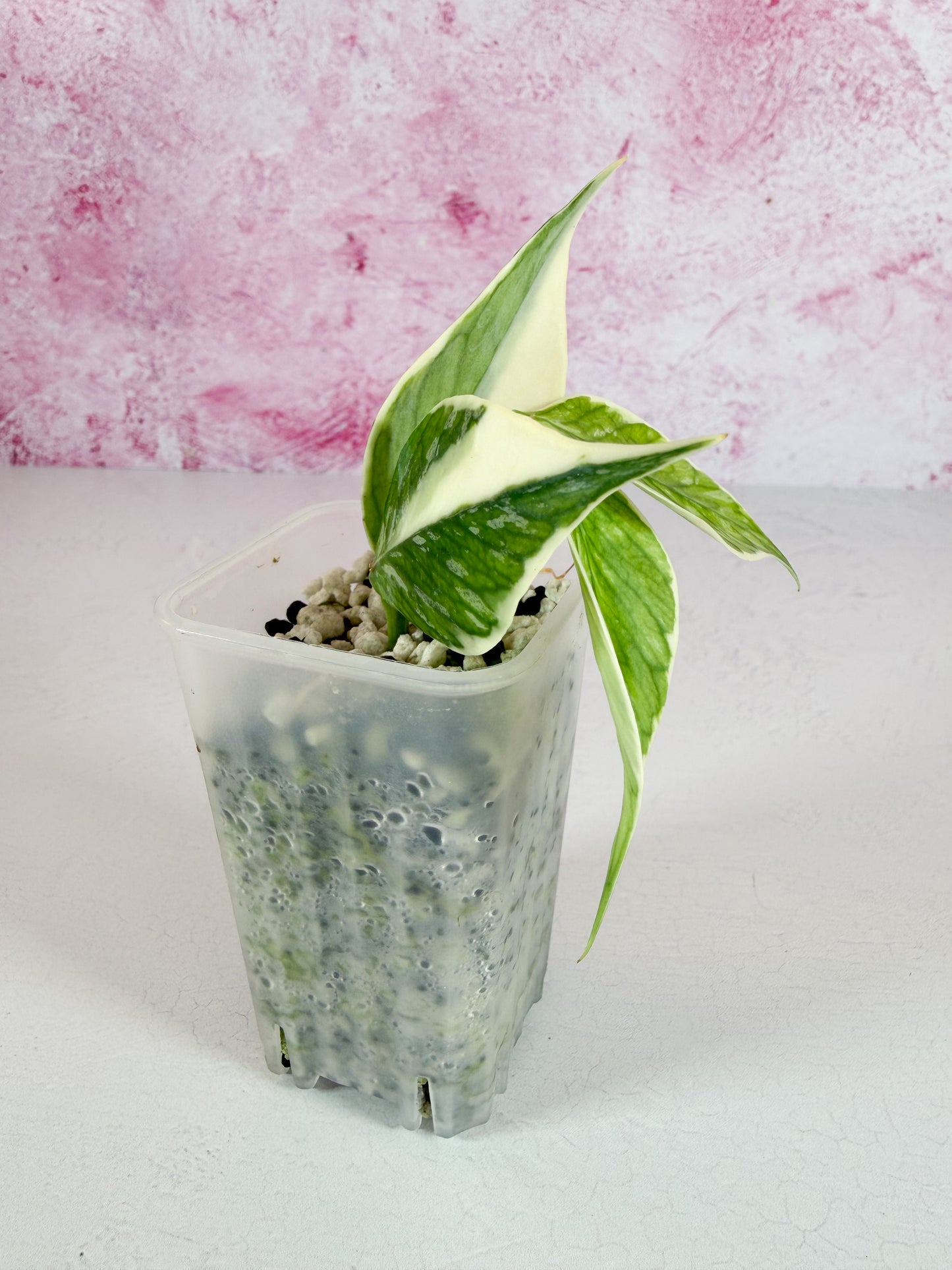 polyneura jasminka
