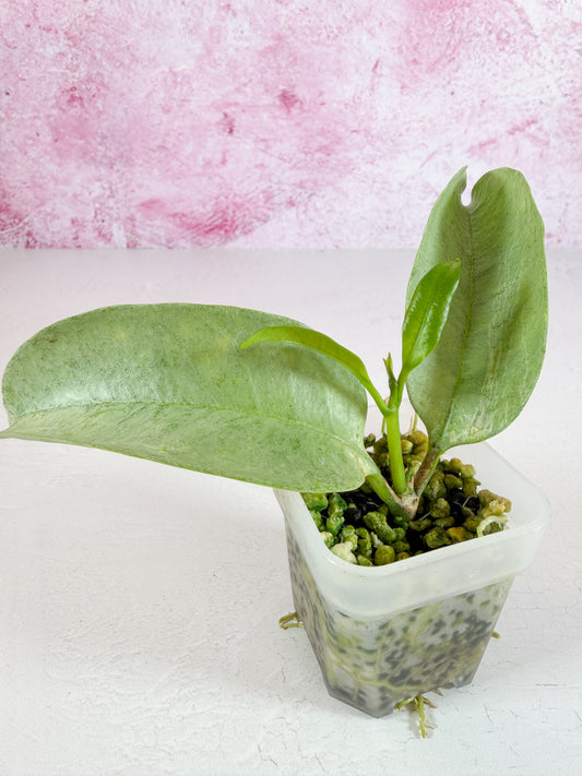 multiflora wonderphil