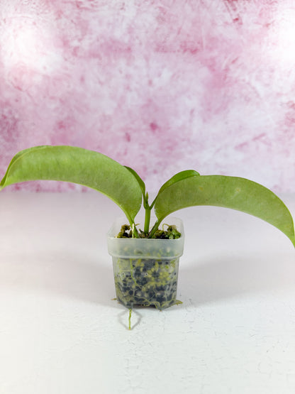 multiflora wonderphil