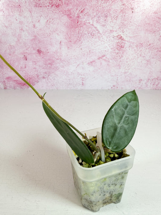 vangviengiensis