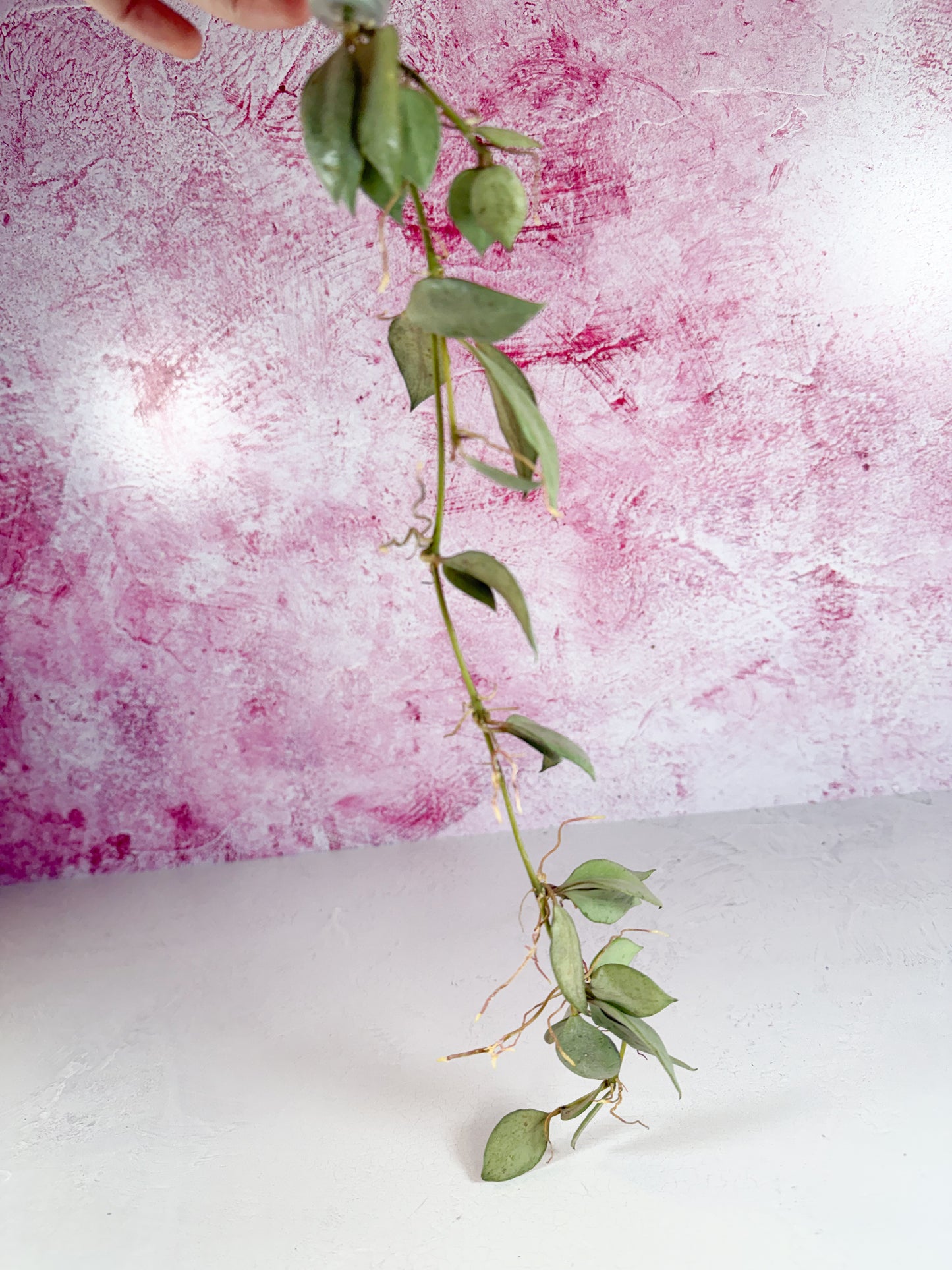 lacunosa louisa's silver
