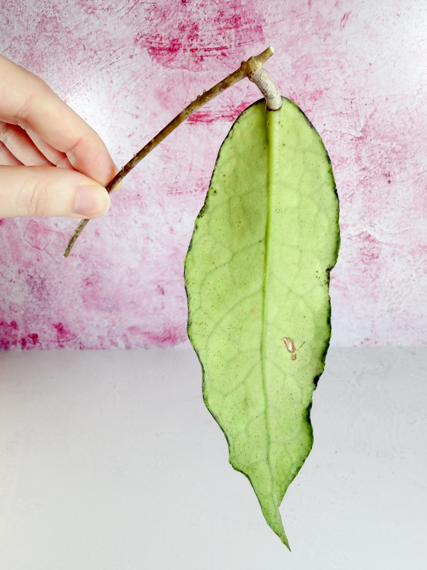 cv. marvels (unrooted)