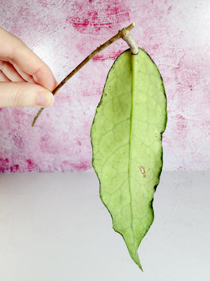cv. marvels (unrooted)