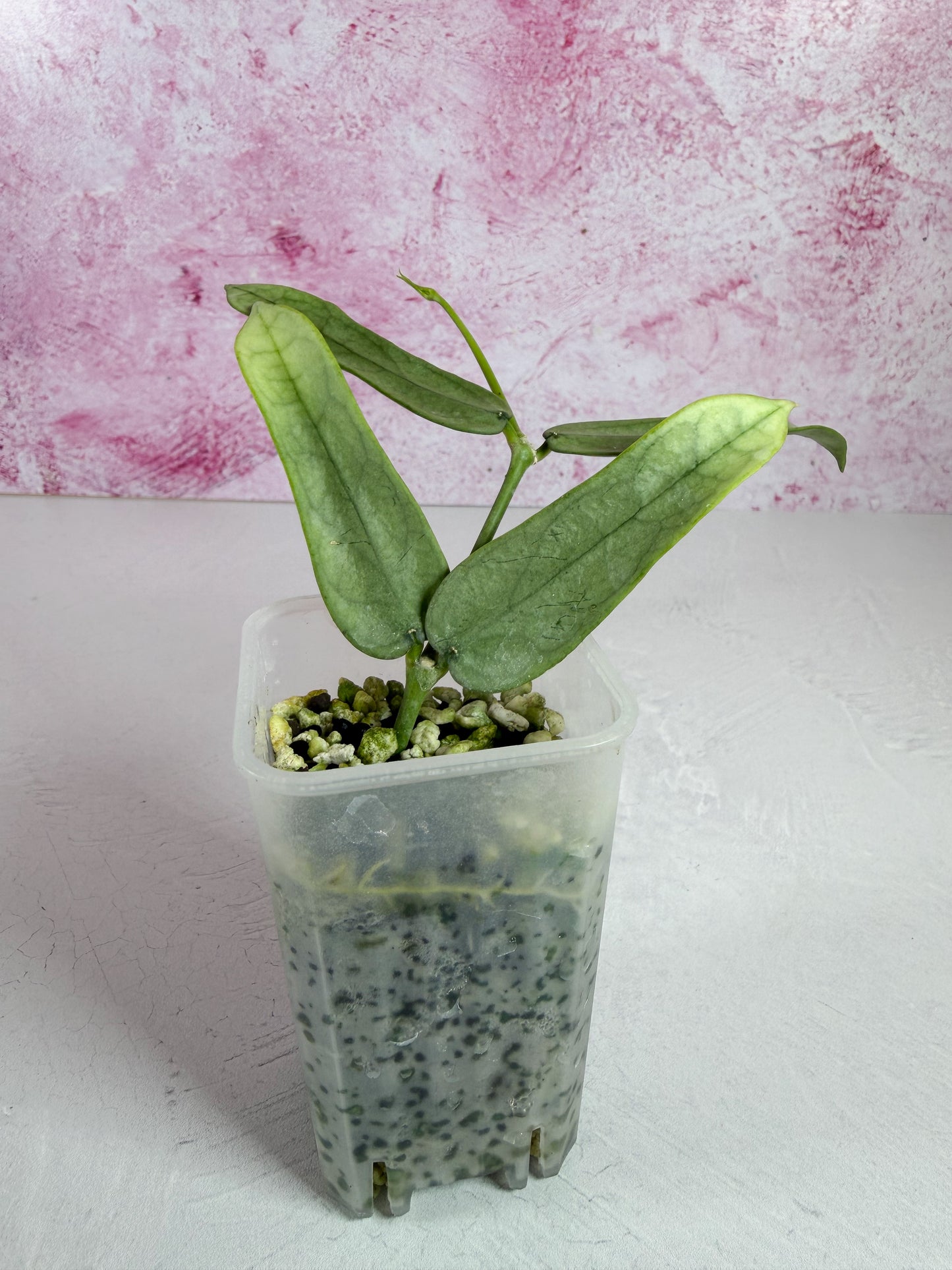 pandurata silver