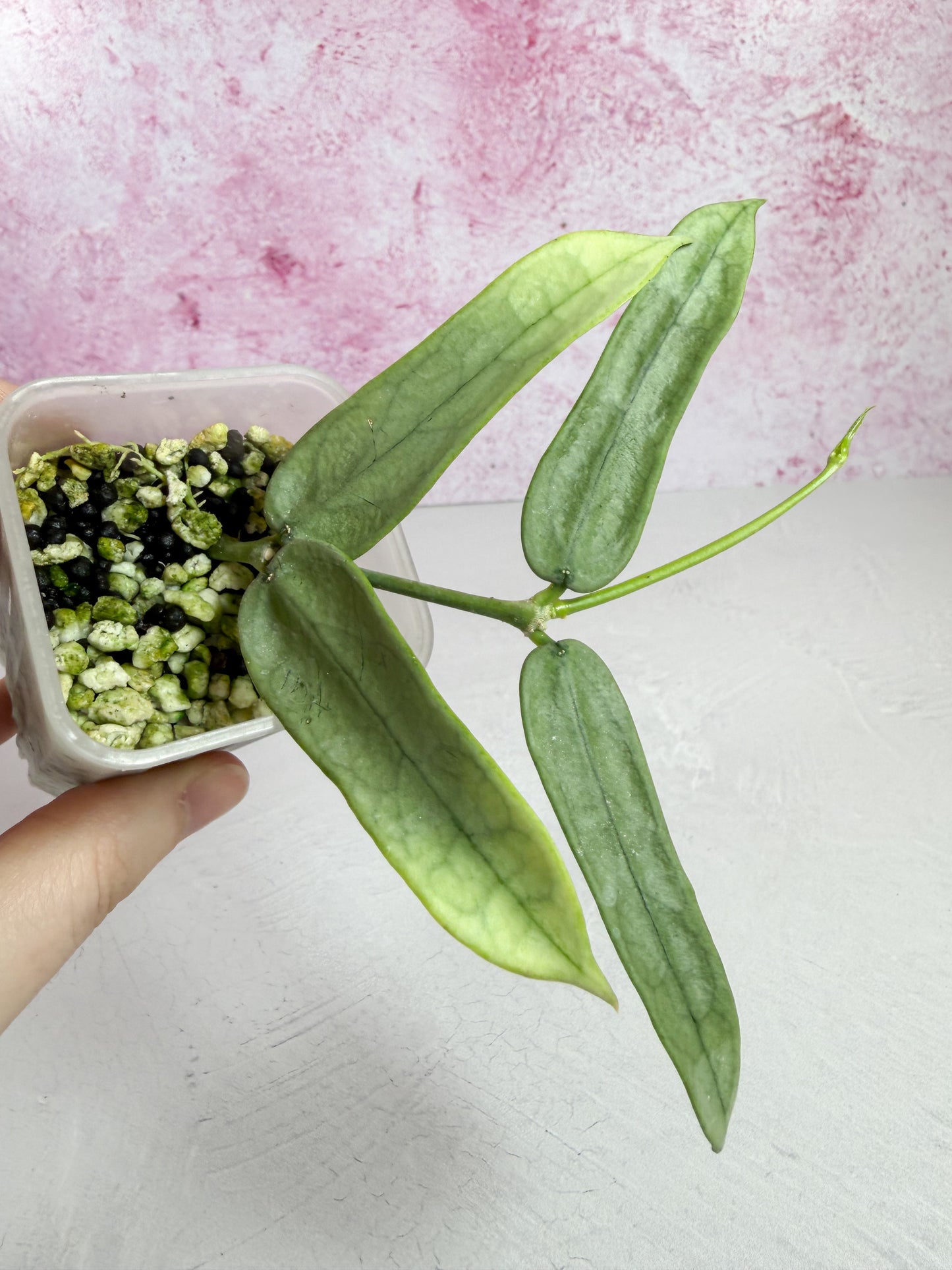 pandurata silver