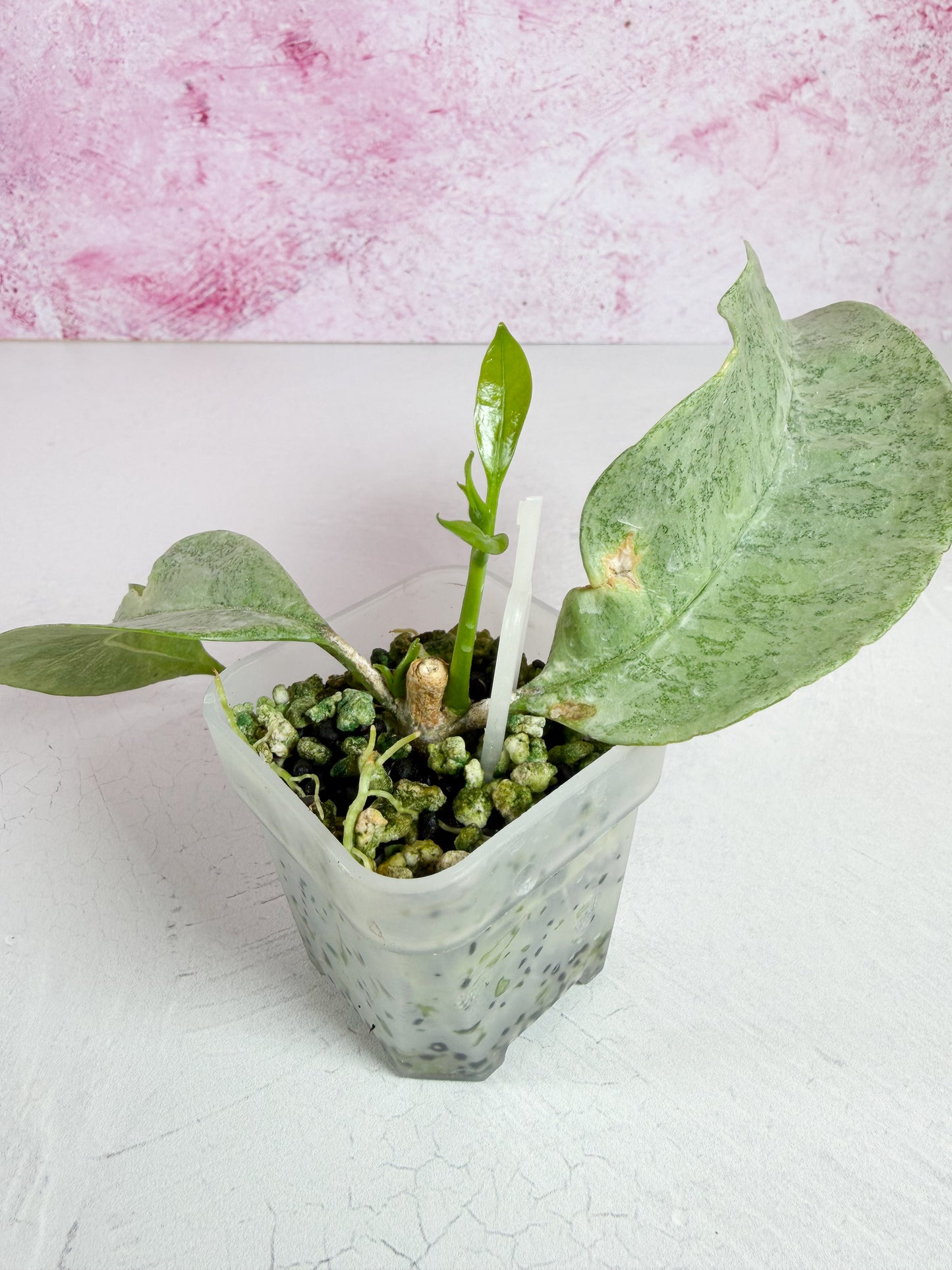 multiflora wonderphil