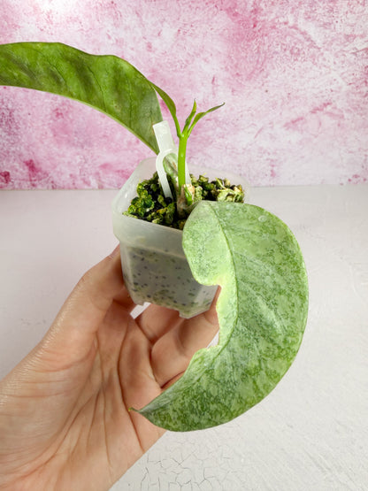 multiflora wonderphil