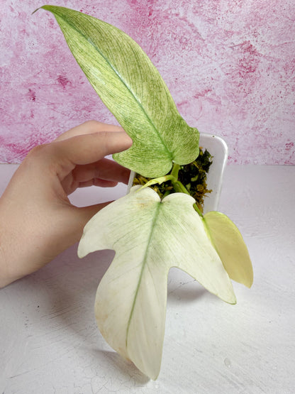 philodendron florida ghost