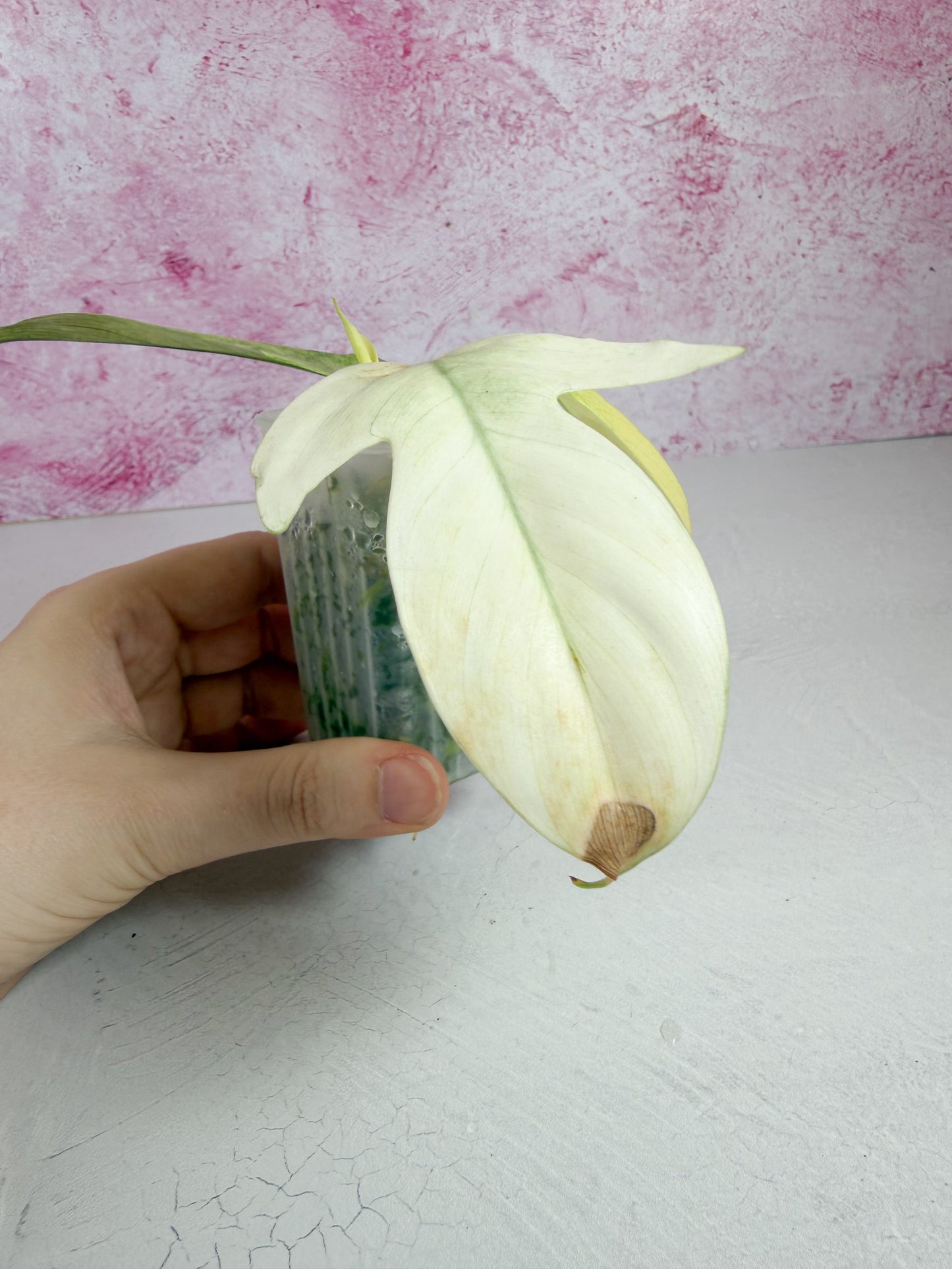 philodendron florida ghost
