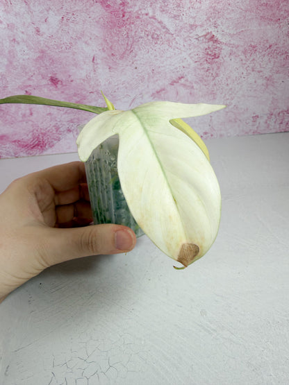 philodendron florida ghost