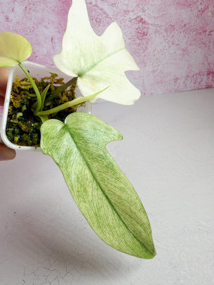 philodendron florida ghost