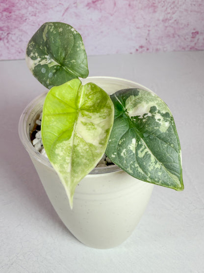 alocasia silver dragon albo
