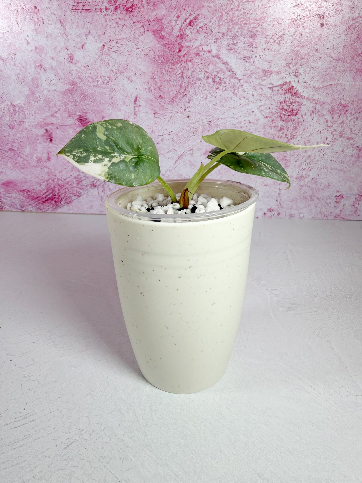 alocasia silver dragon albo