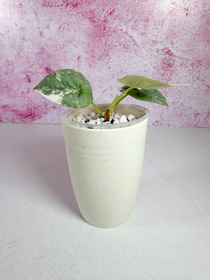 alocasia silver dragon albo