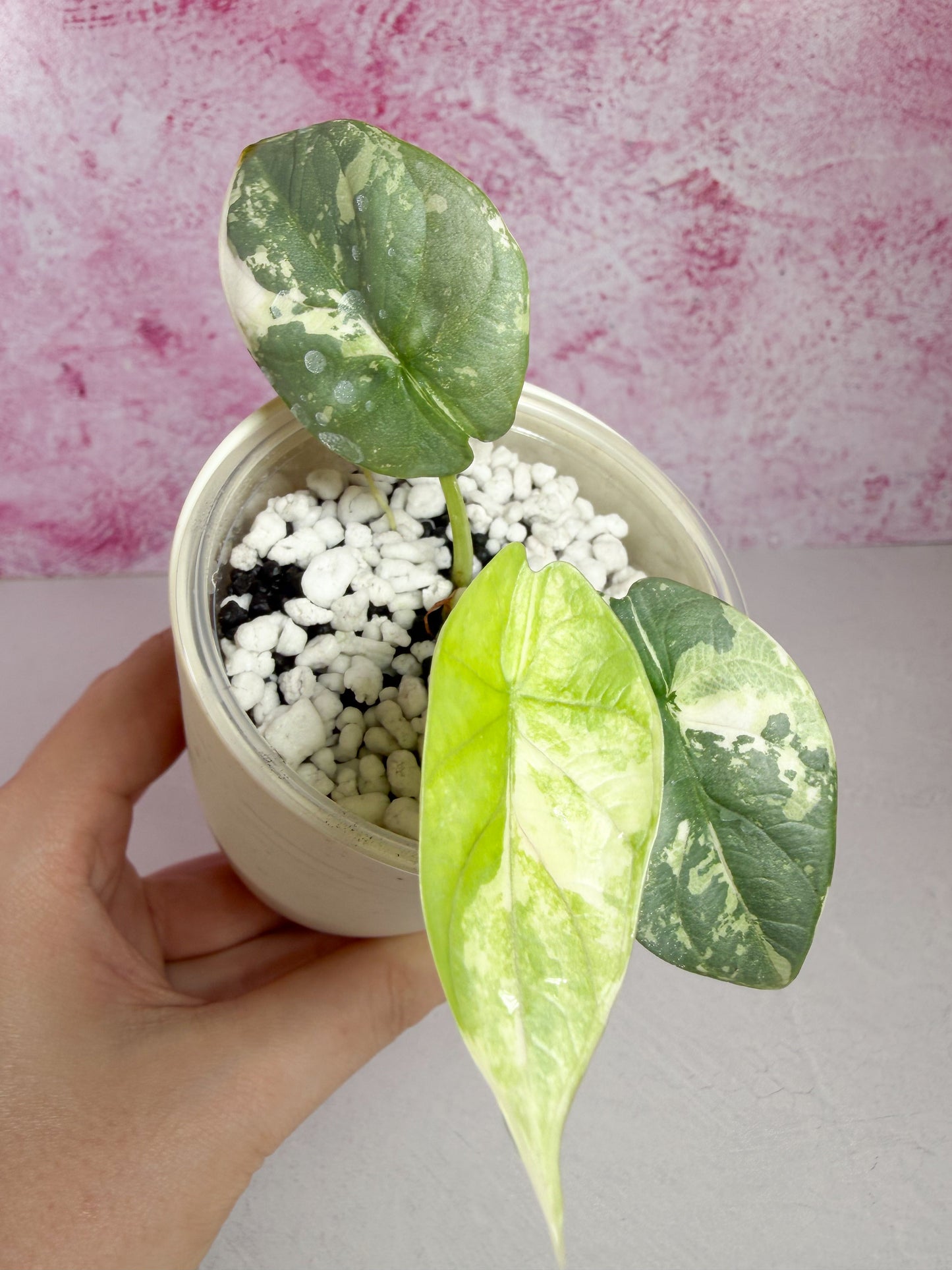 alocasia silver dragon albo