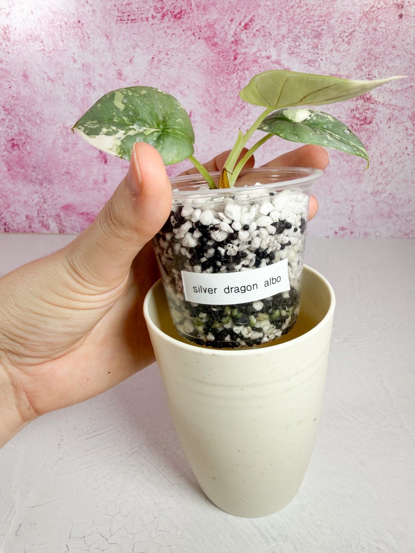 alocasia silver dragon albo