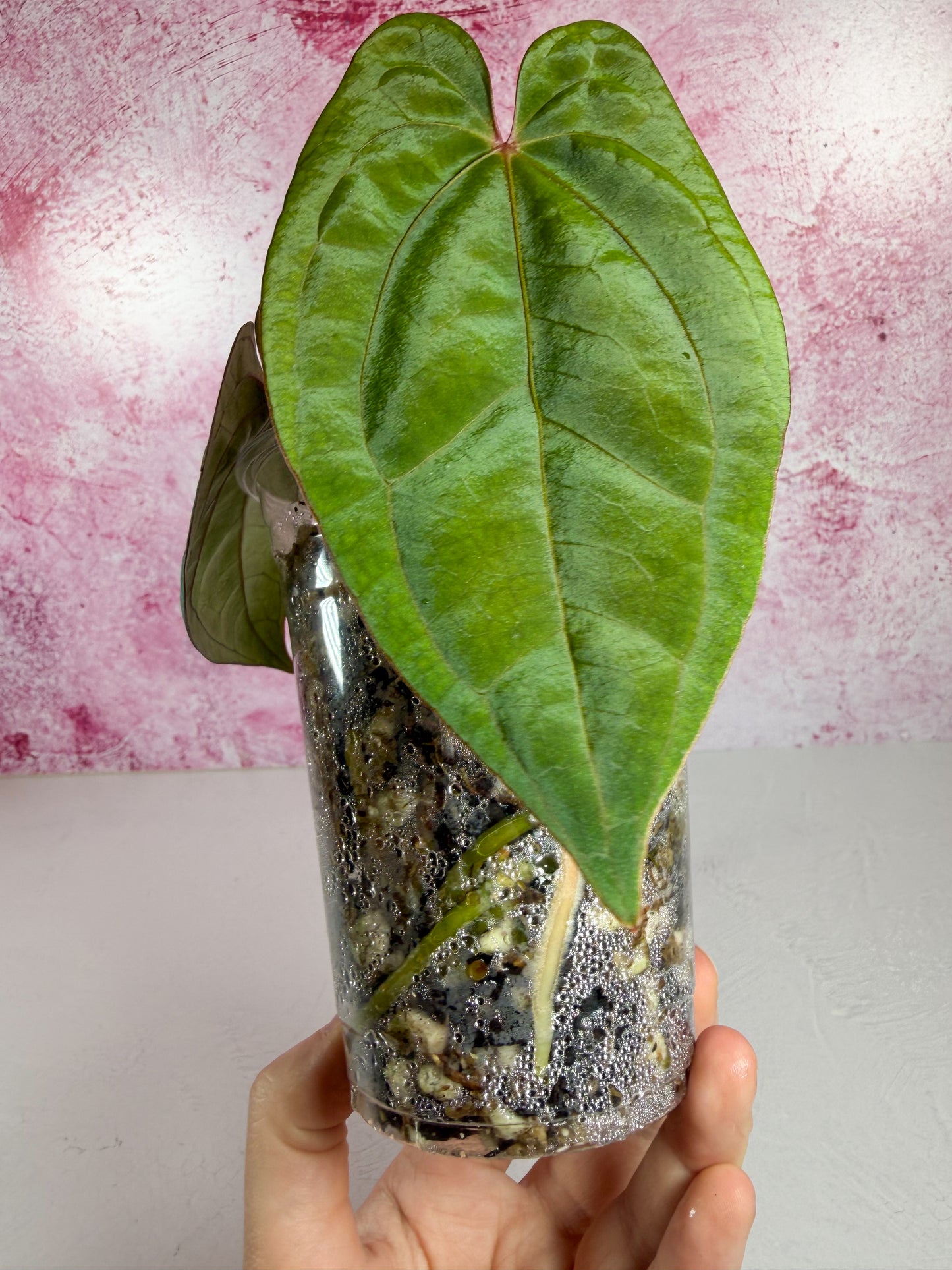 red vein dark phoenix (free ship)