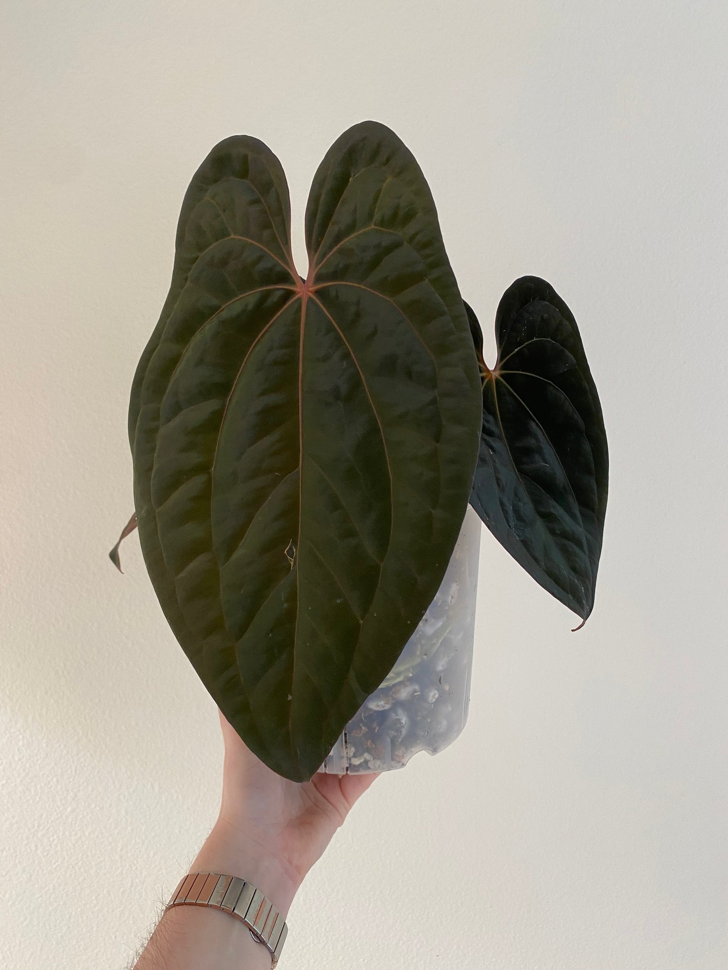 red vein dark pheonix clone