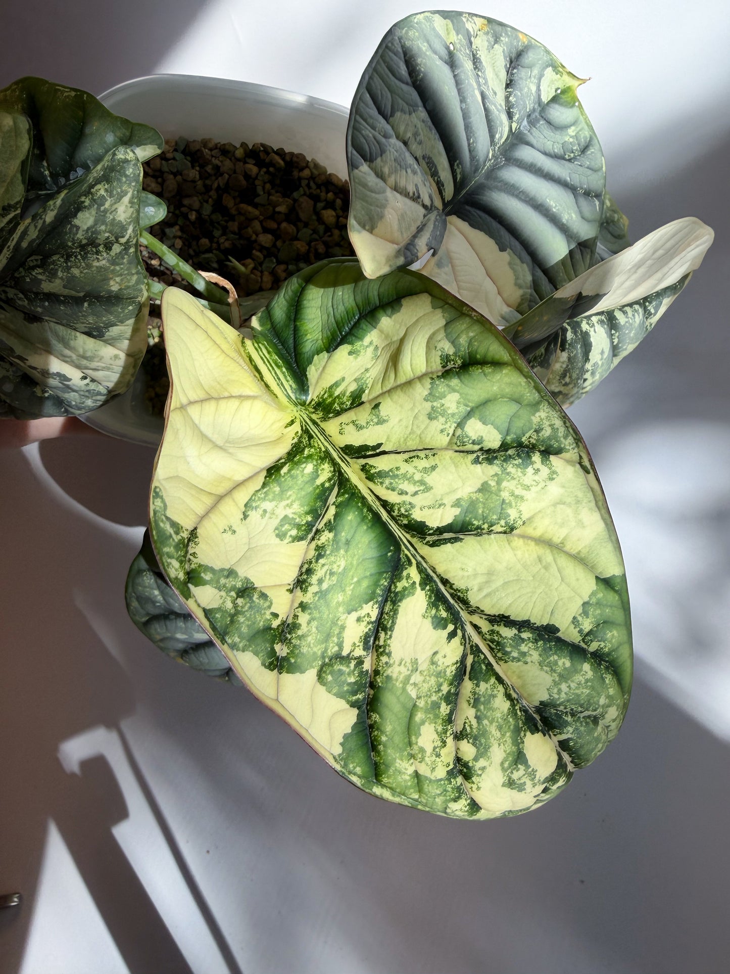 alocasia silver dragon albo