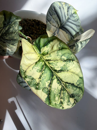 alocasia silver dragon albo