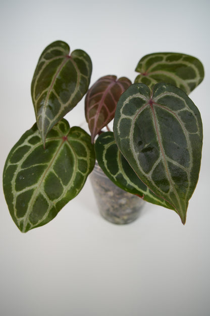 (tezula dreamweaver x necromancer) x mikey boy