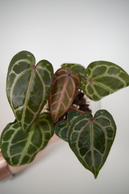 (tezula dreamweaver x necromancer) x mikey boy