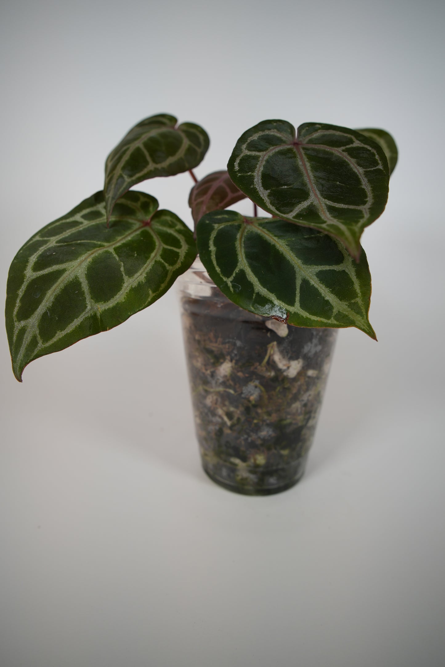 (tezula dreamweaver x necromancer) x mikey boy