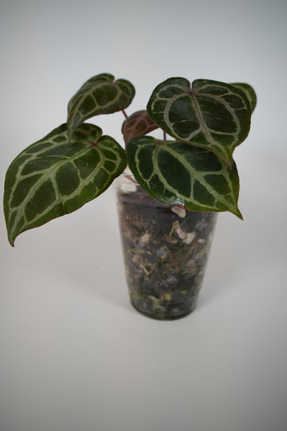 (tezula dreamweaver x necromancer) x mikey boy