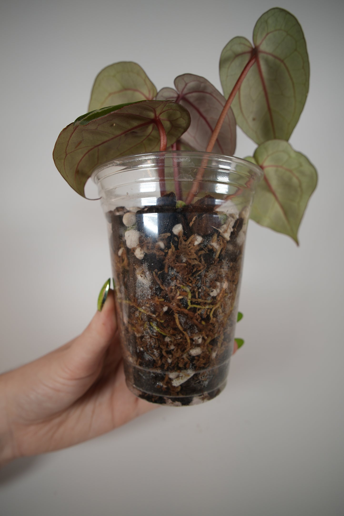 (tezula dreamweaver x necromancer) x mikey boy