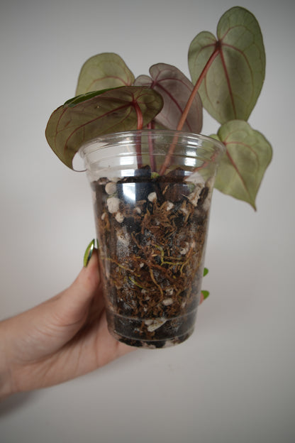 (tezula dreamweaver x necromancer) x mikey boy