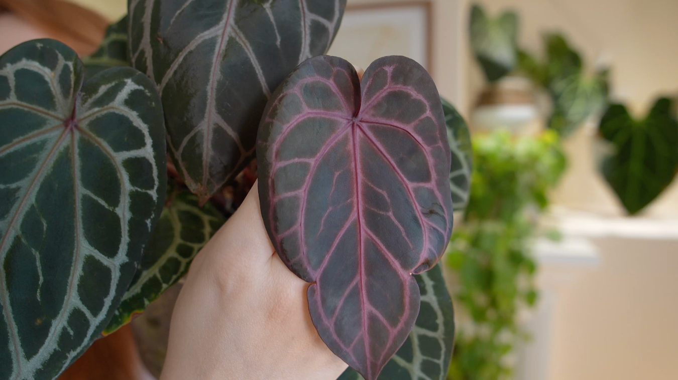 (tezula dreamweaver x necromancer) x mikey boy